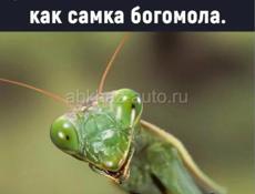 Рейка