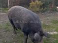 Продаётся свиноматка