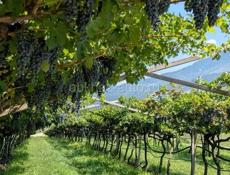 Домашнее вино 