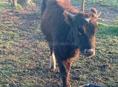 Патерялсьа бычок просьба пазванит 