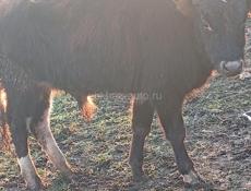 Патерялсьа бычок просьба пазванит 