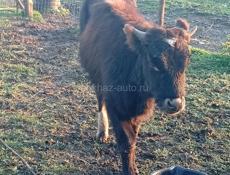 Патерялсьа бычок просьба пазванит 