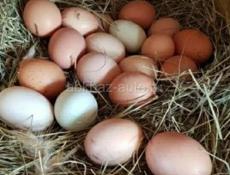 Продаем яйца на инкубацию