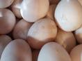 Утиные яица свежие на инкубатор 55 штук 
