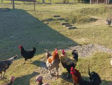 Индюки и петухи 