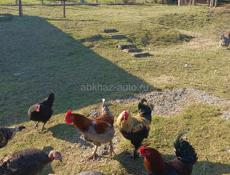 Индюки и петухи 