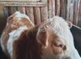 Продаю телочку 11