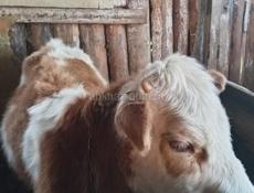 Продаю телочку 11