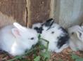 Продаю 3 крольчат 
