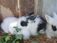 Продаю 3 крольчат 