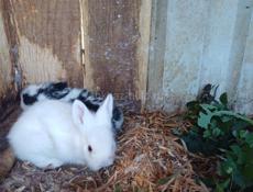 Продаю 3 крольчат 