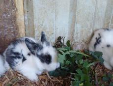 Продаю 3 крольчат 
