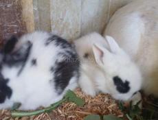 Продаю 3 крольчат 