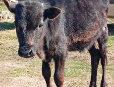 Бычок 6 месяцев 20т срочна