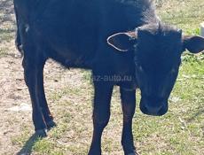 Бычок 6 месяцев 20т срочна