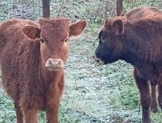 Телачка 11 месяцев 