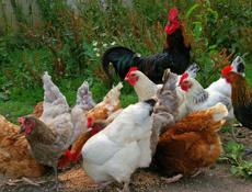 Курицы/Акәтқәа