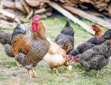 Курицы/Акәтқәа