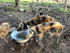 Поросята большие четыре месяца 