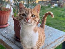 Котик в хорошие куки 