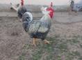 Продаются петухи И домашние яица 