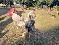 Продаются петухи И домашние яица 