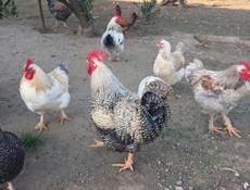 Продаются петухи И домашние яица 
