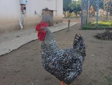 Продаются петухи И домашние яица 