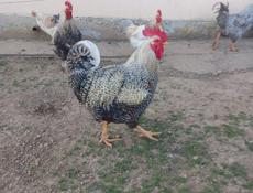Продаются петухи И домашние яица 