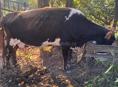Корова с теленком 