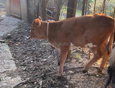 Корова с теленком 