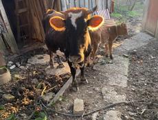 Корова с теленком 