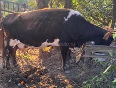 Корова с теленком 