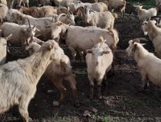 Продаю козы + козлята в подарок