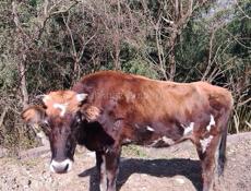 Телка 🐮 80 кг