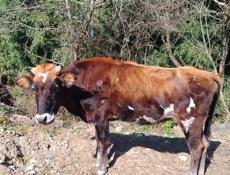 Телка 🐮 80 кг