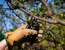 Обрезка и посадка 