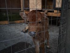 Продается бычок 