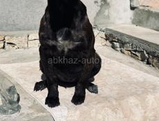 Чья собачка ? 