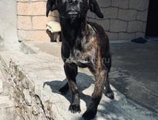 Чья собачка ? 