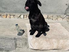 Чья собачка ? 