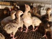 Запись на индюшат 19 марта, отдавать буду в 10 дней. 