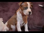 Стафы щенки