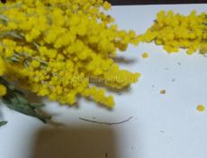 Вакансия на работу КПП Псоу (ГОС КАРАНТИННАЯ СЛУЖБА)