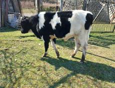 Продаю бычка 80-85кг