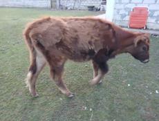 Продаю телку 50-55кг