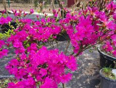 Озеленение