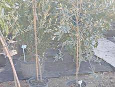 Озеленение