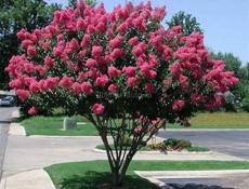 Озеленение