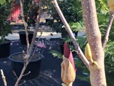 Озеленение